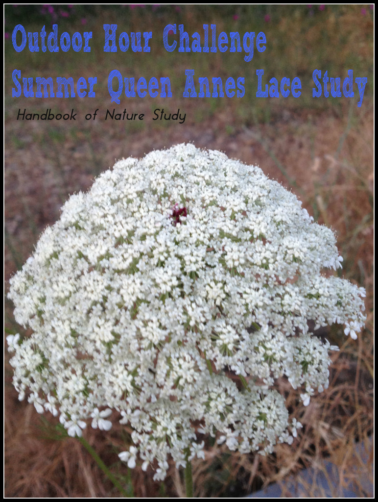 Summer Queen Annes Lace Study @handbookofnaturestudy