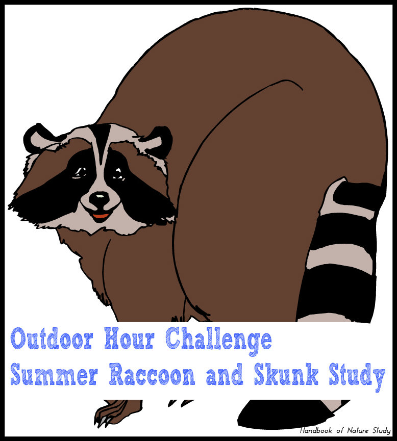 Summer Raccoon and Skunk Study @handbookofnaturestudy
