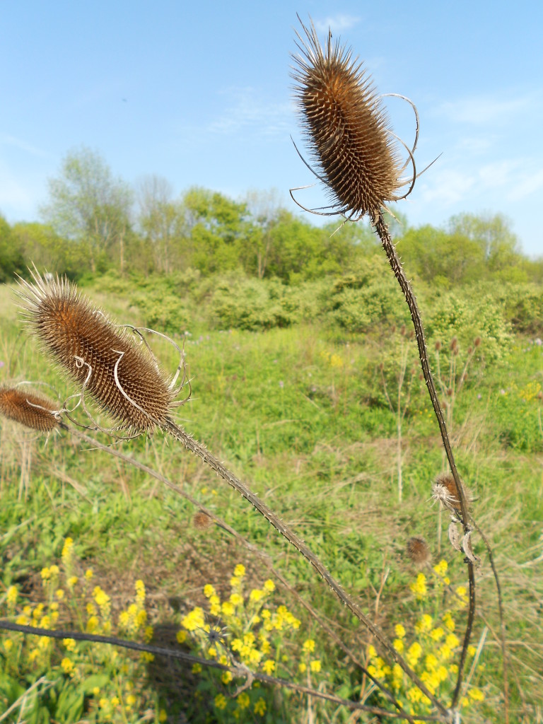 Teasel New York Trip 