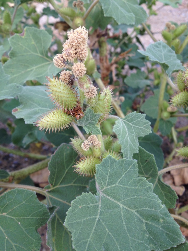 Cocklebur weed walking trail (3)