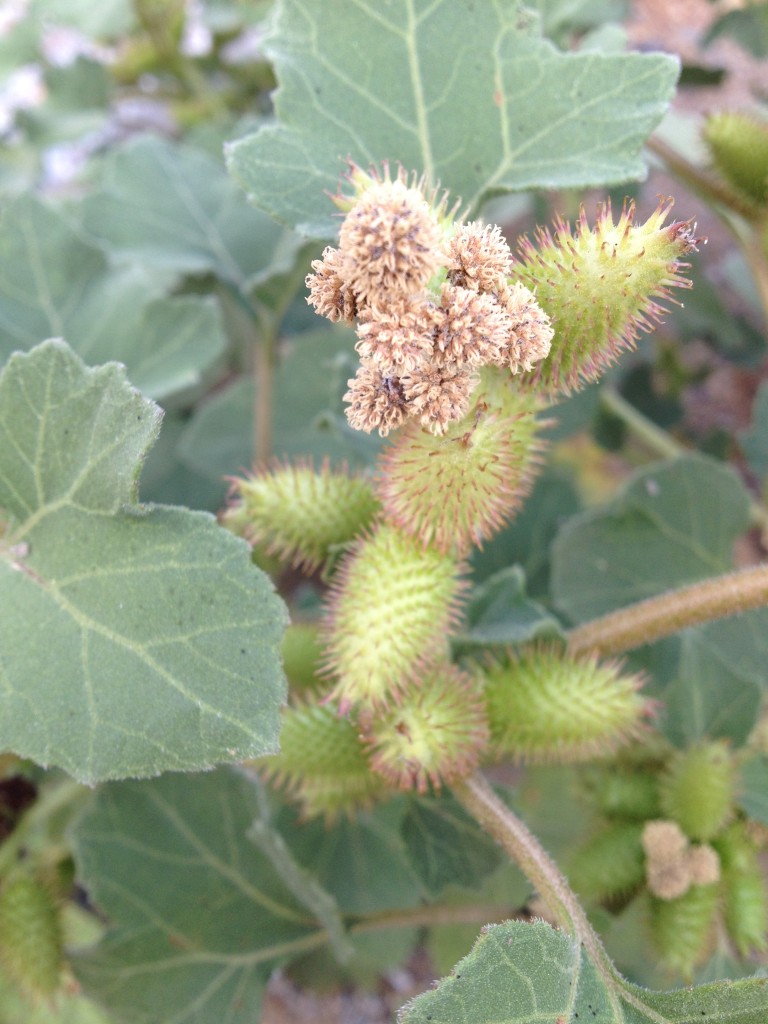 Cocklebur weed walking trail (7)