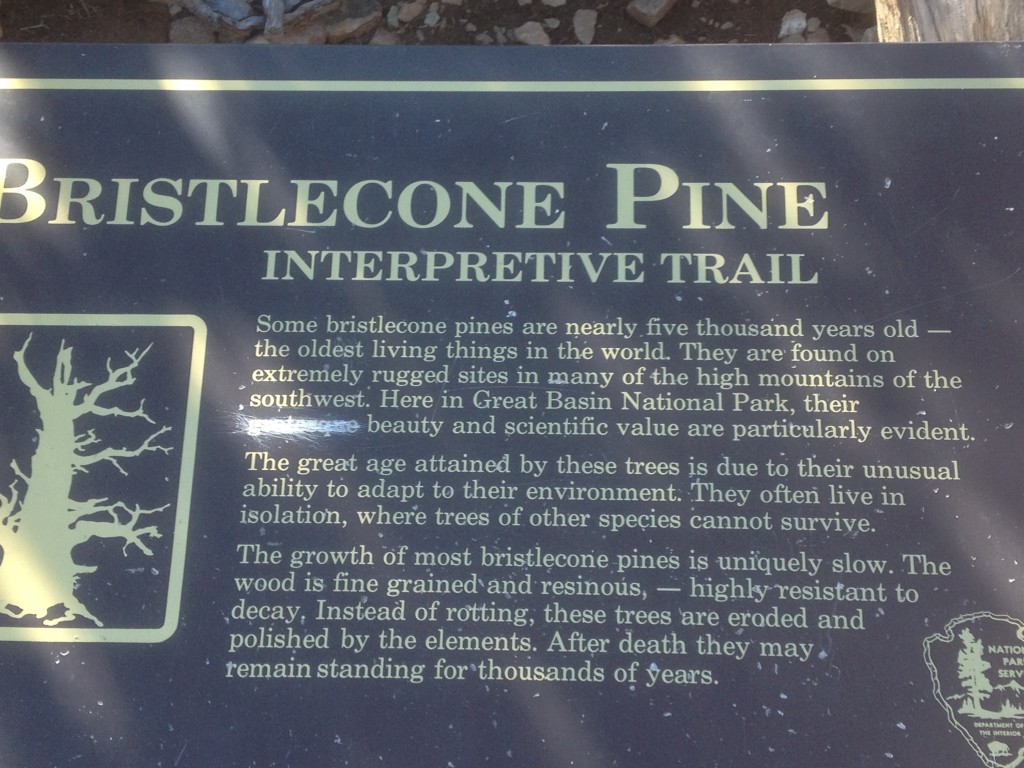 Great Basin  (27) Bristlecone Wheeler Peak hike