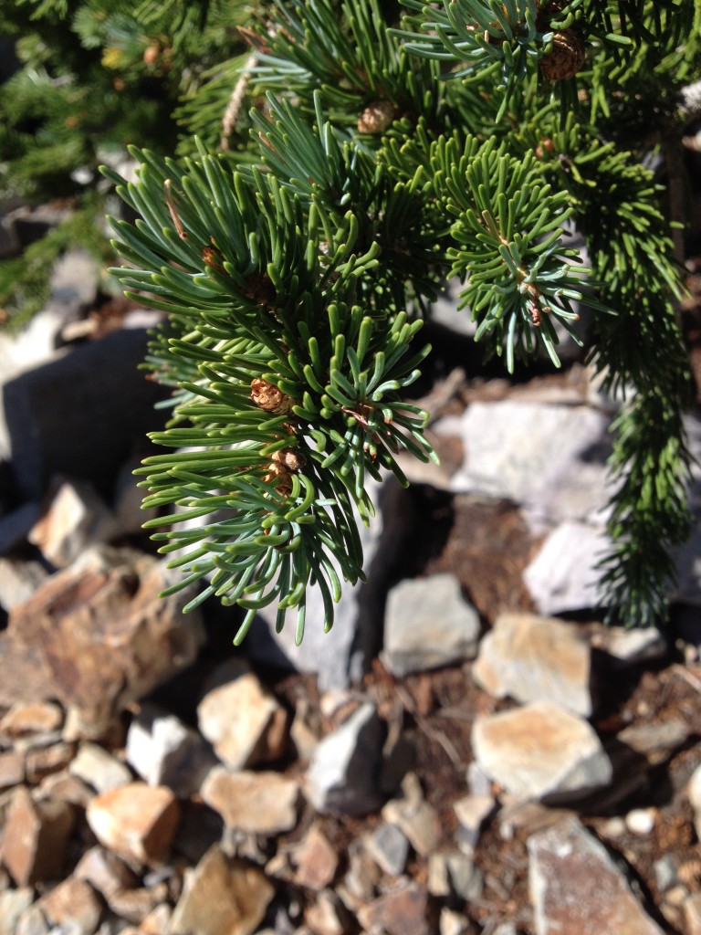 Great Basin  (34) Bristlecone Wheeler Peak hike