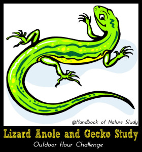 Lizard Anole Gecko Nature Study @handbookofnaturestudy