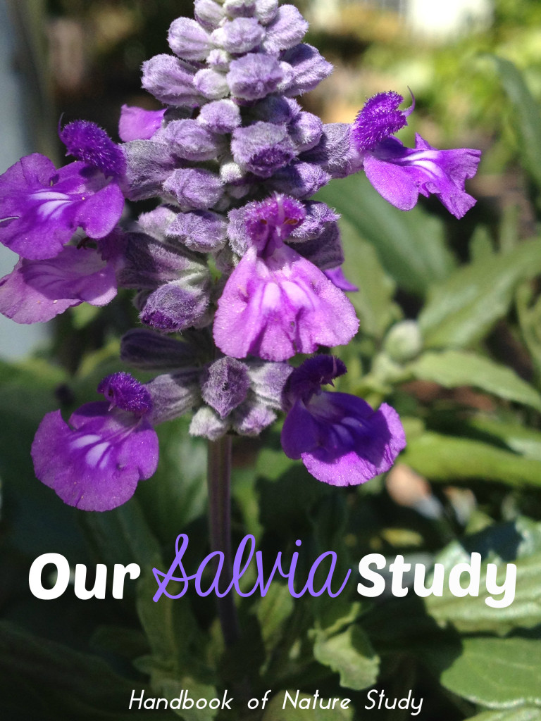 Salvia Flower Nature Study @handbookofnaturestudy