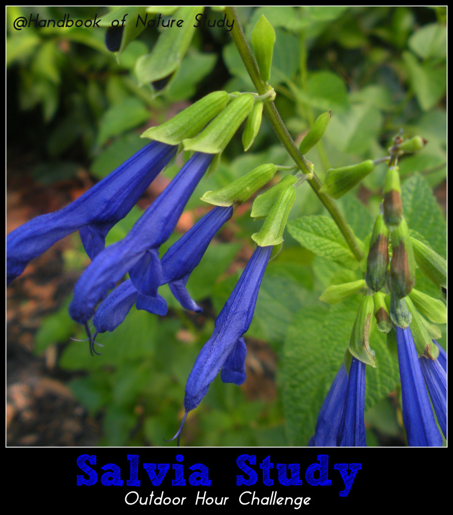 Salvia Nature Study @handbookofnaturestudy