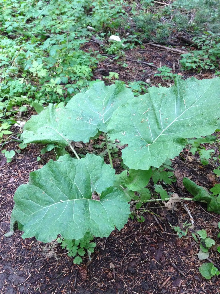 Burdock Plant 8