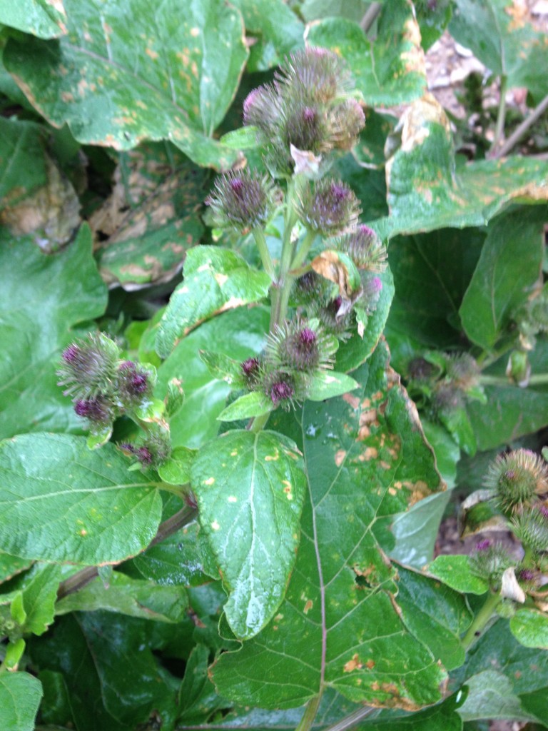 Burdock Plant 1