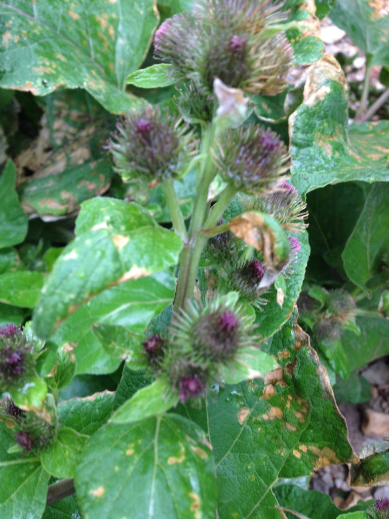 Burdock Plant 4