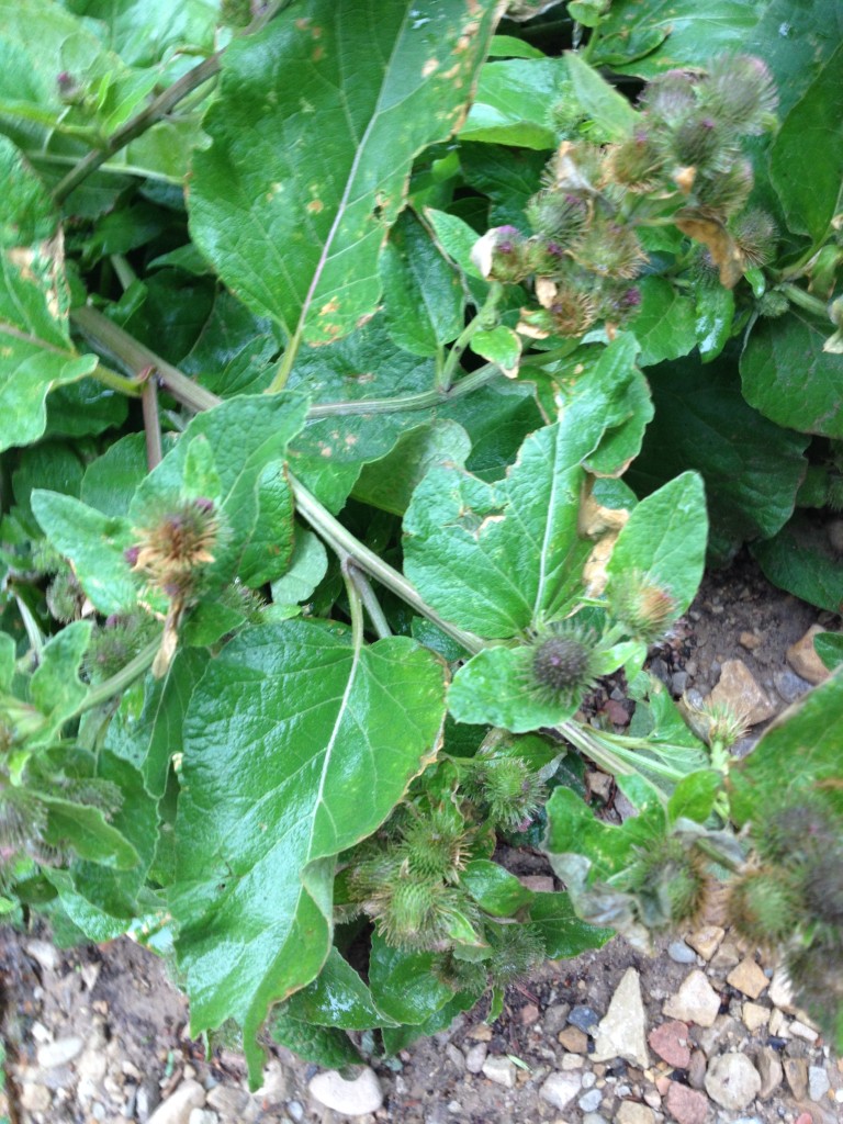 Burdock Plant 7