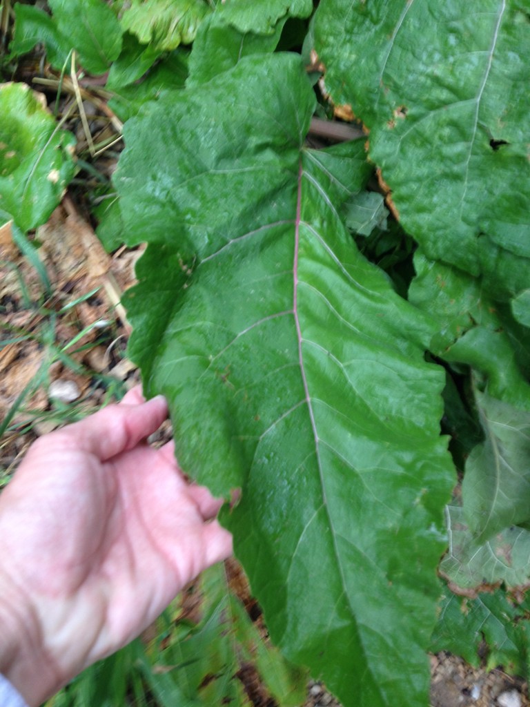 Burdock Plant 3