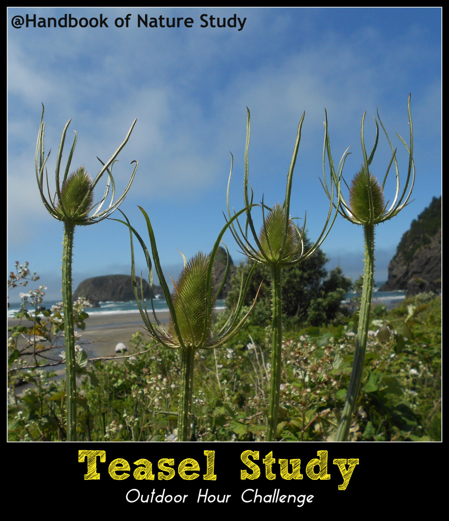Teasel Nature Study @handbookofnaturestudy
