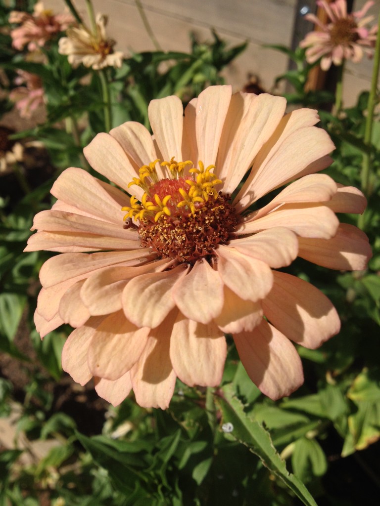 Zinnias (2)