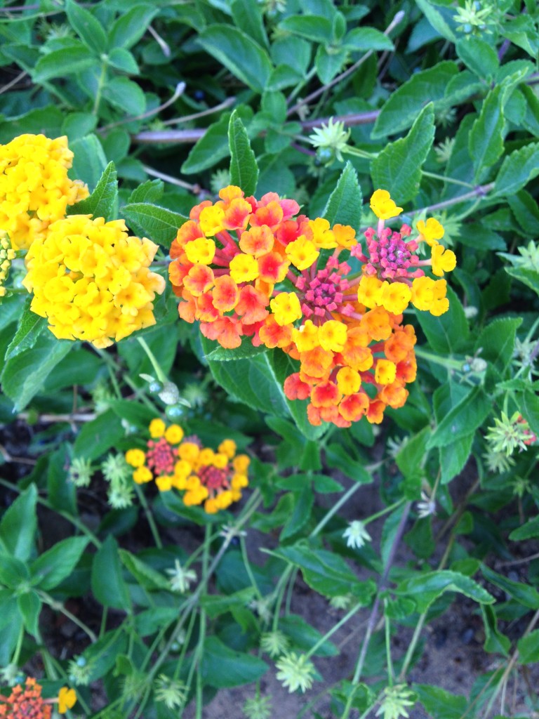 lantana (1)