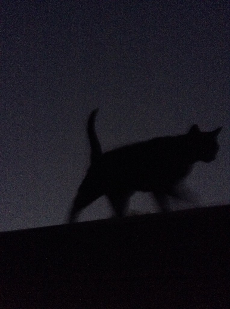 cat silhouette