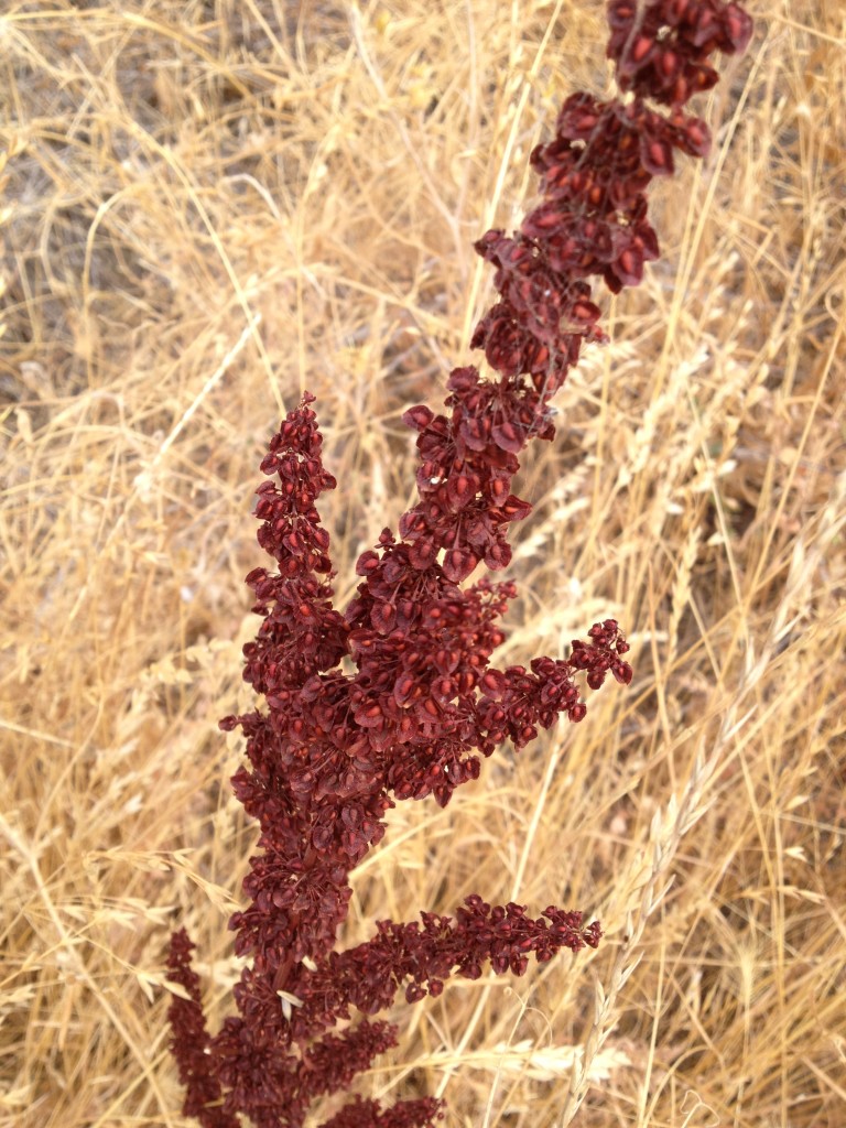 curly dock 2