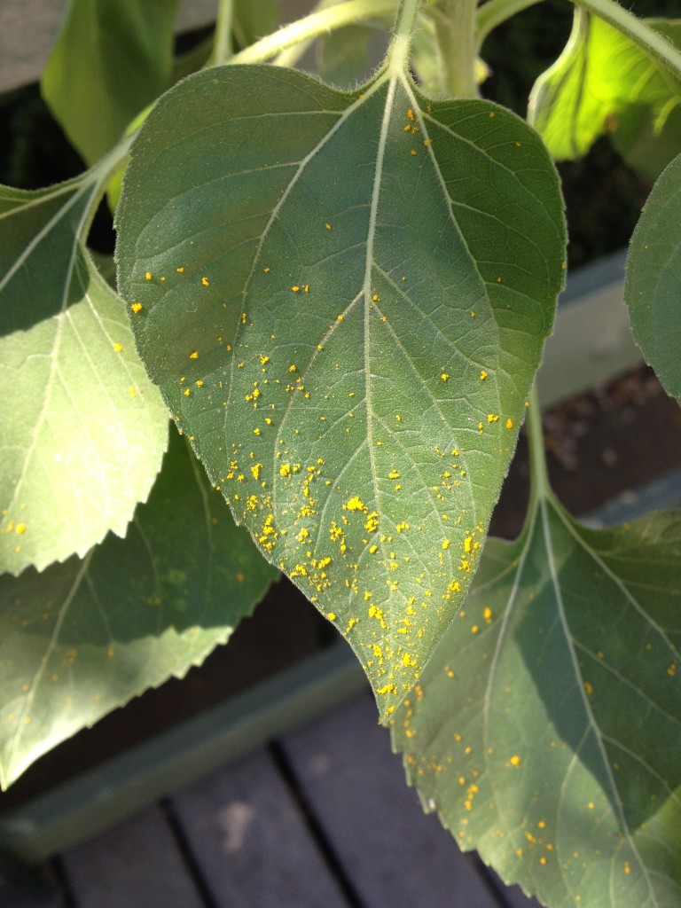 sunflower pollen (1)