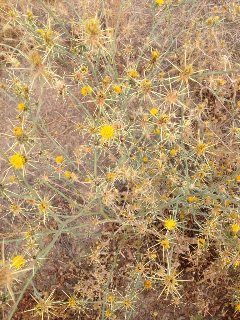 yellow star thistle