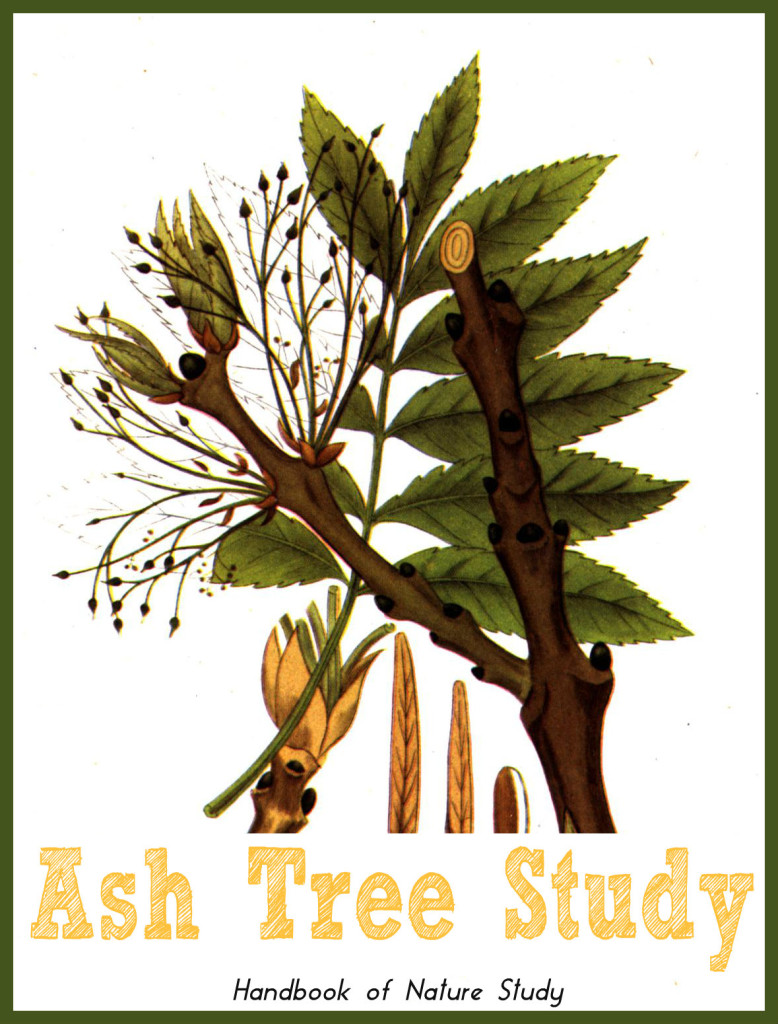 Ash Tree Study @handbookofnaturestudy
