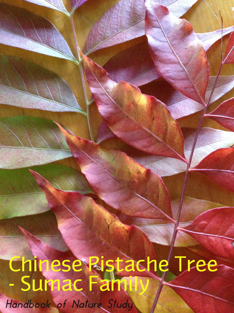 Chinese Pistache Tree Sumac Family @handbookofnaturestudy