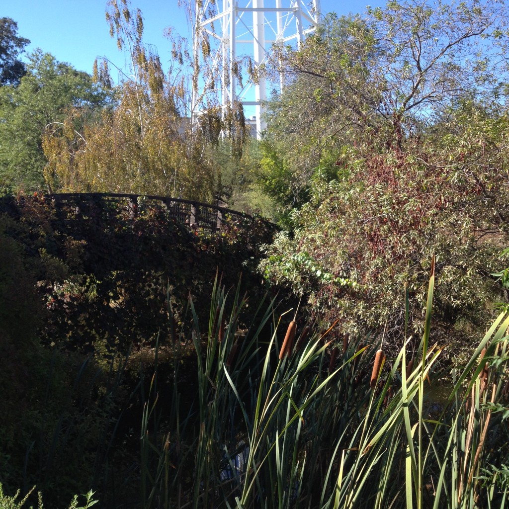 Davis Arboretum Oct 2014 (23)