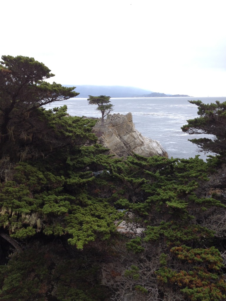 Monterey 17 Mile Drive (12)