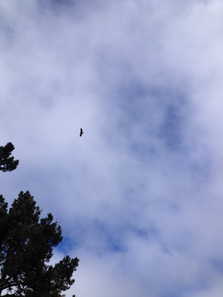Monterey Hawk (4)
