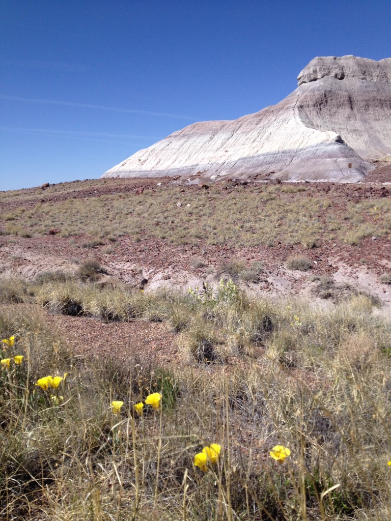 Petrified Forest Day (11)