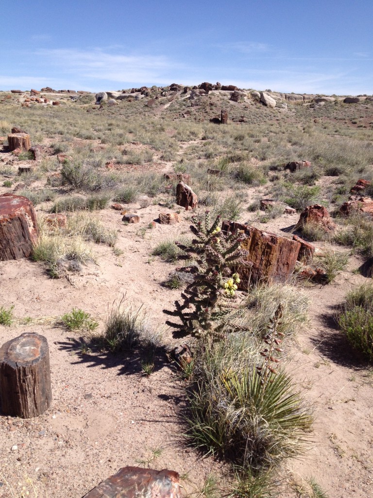 Petrified Forest Day (3)