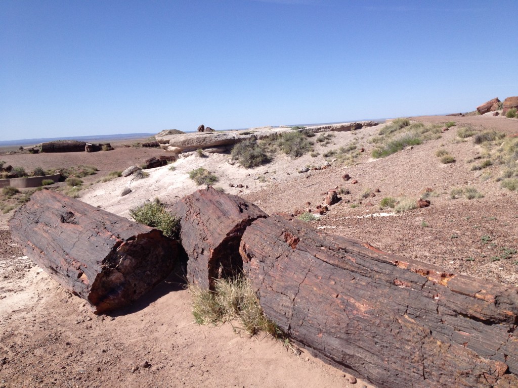 Petrified Forest Day (6)