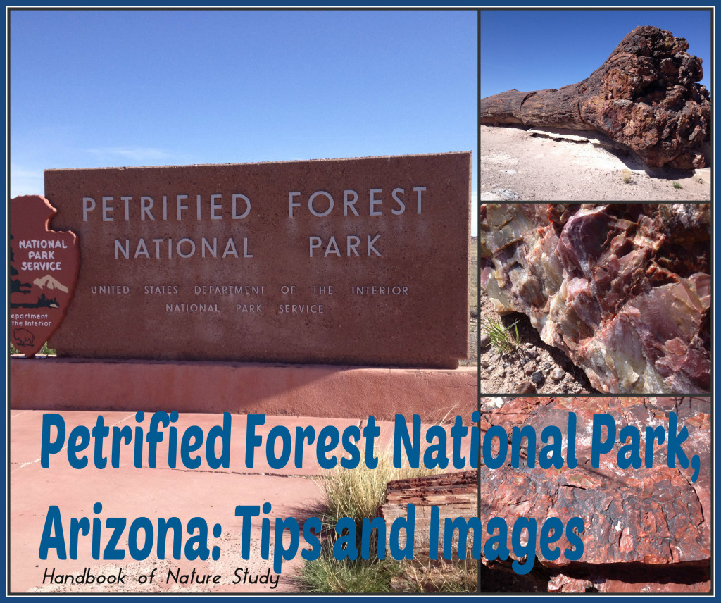 Petrified Forest National Park @handbookofnaturestudy