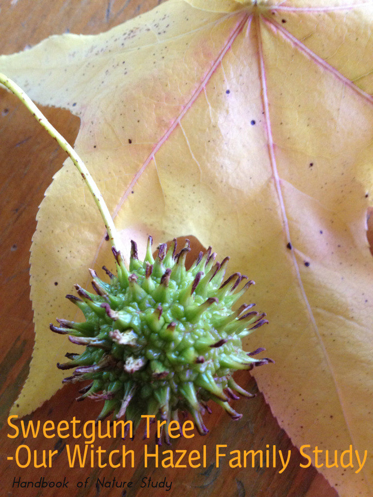 Sweetgum Tree Witch Hazel Family @handbookofnaturestudy