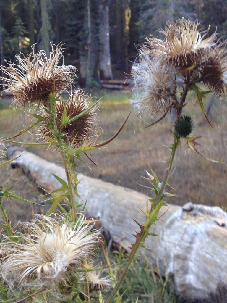 Yosemite October 2014 (17)