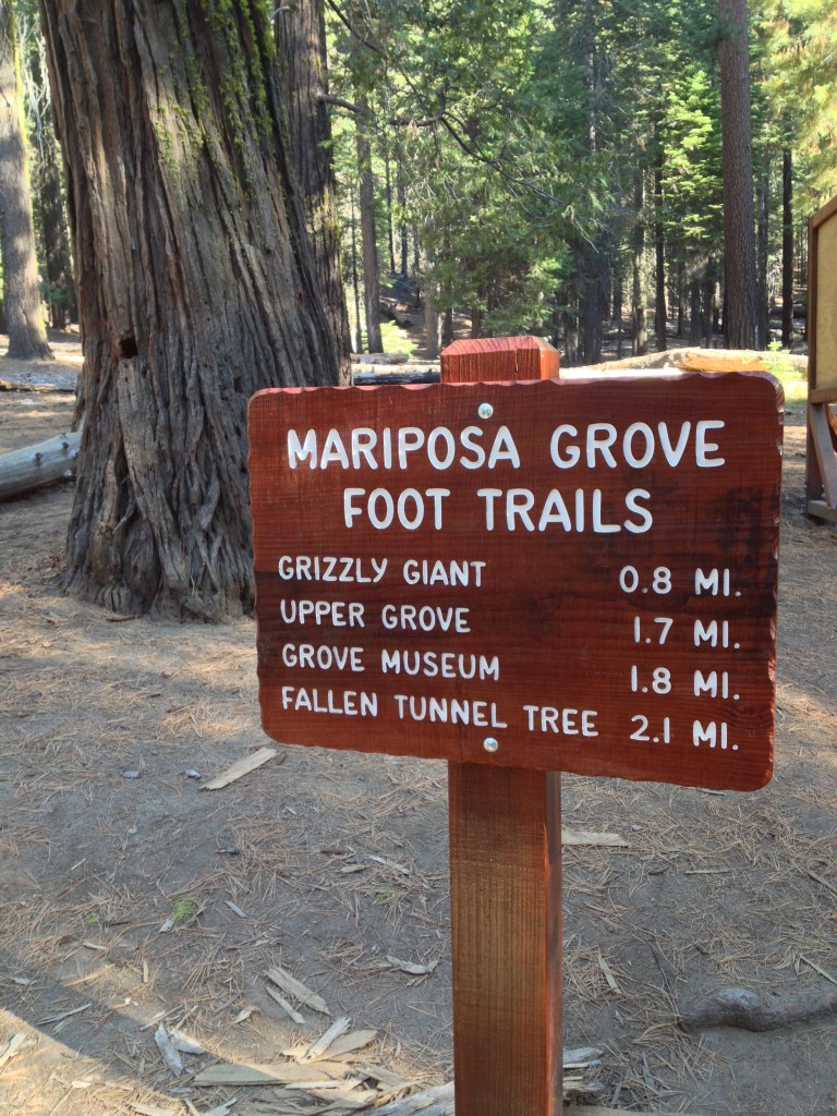 Mariposa Grove Yosemite