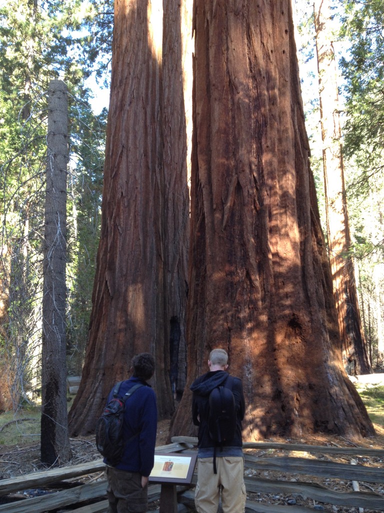 Mariposa Grove Yosemite