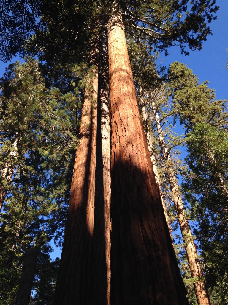 Sequoia Tree at Mariposa Grove