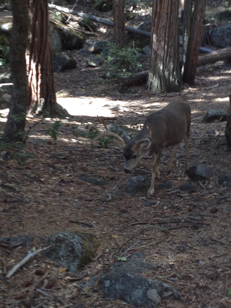 Yosemite October 2014 (4)
