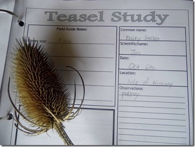 Teasel Journal from Angie
