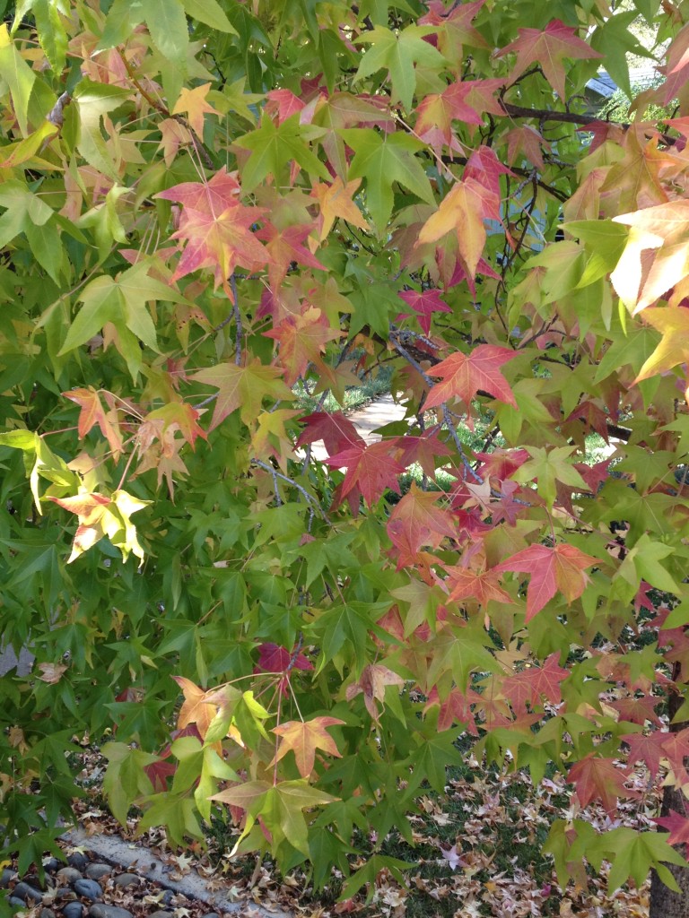 sweetgum tree (8)