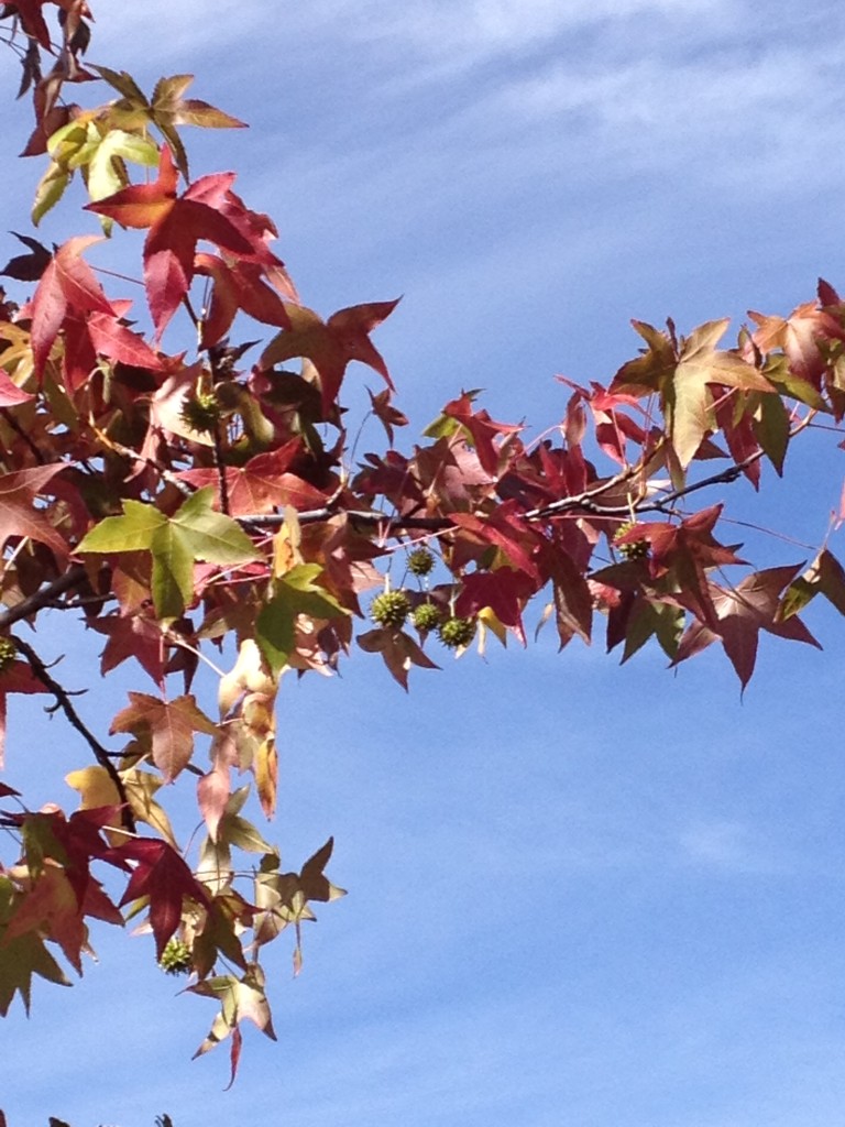 sweetgum tree (9)