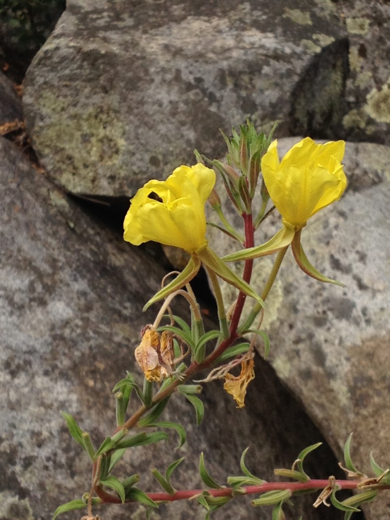 Evening Primrose