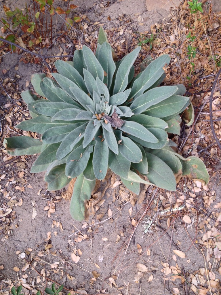 Mullein