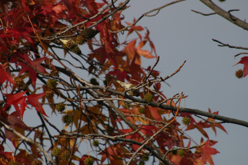 Finches in the sweetgum