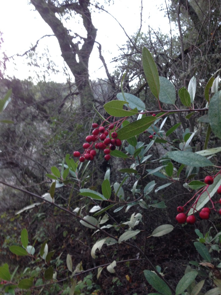 toyon berry