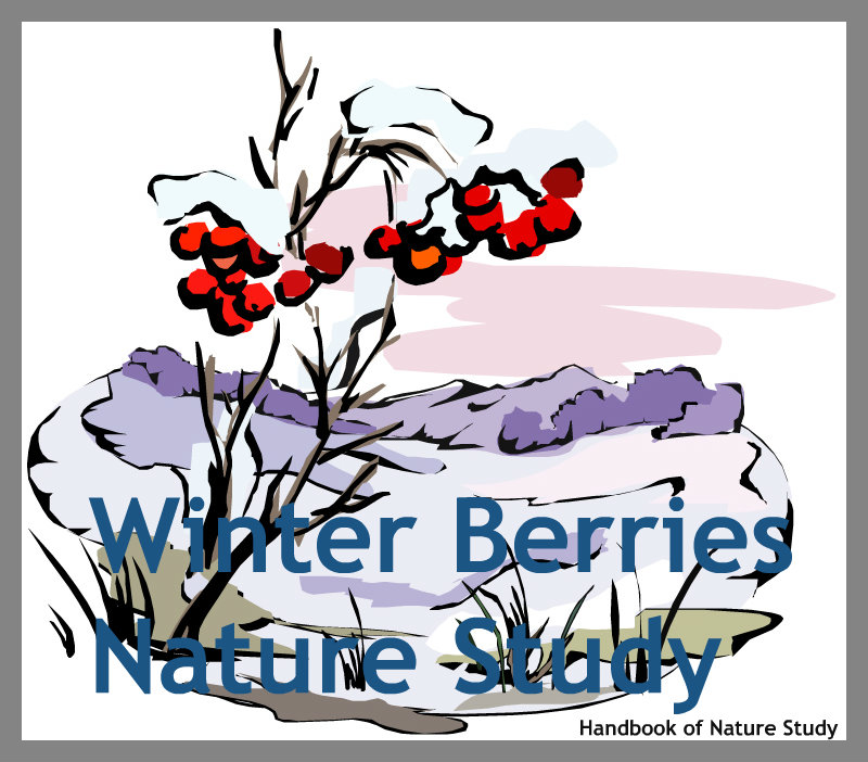 Winter Berries Nature Study @handbookofnaturestudy