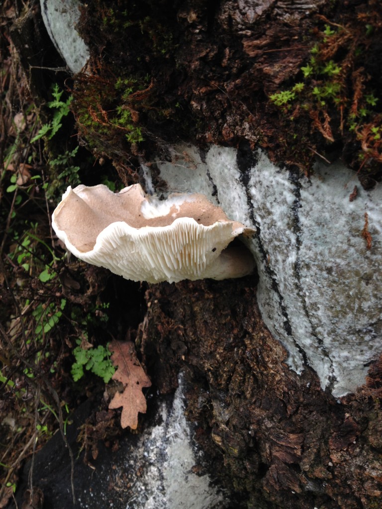 bracket fungi 1