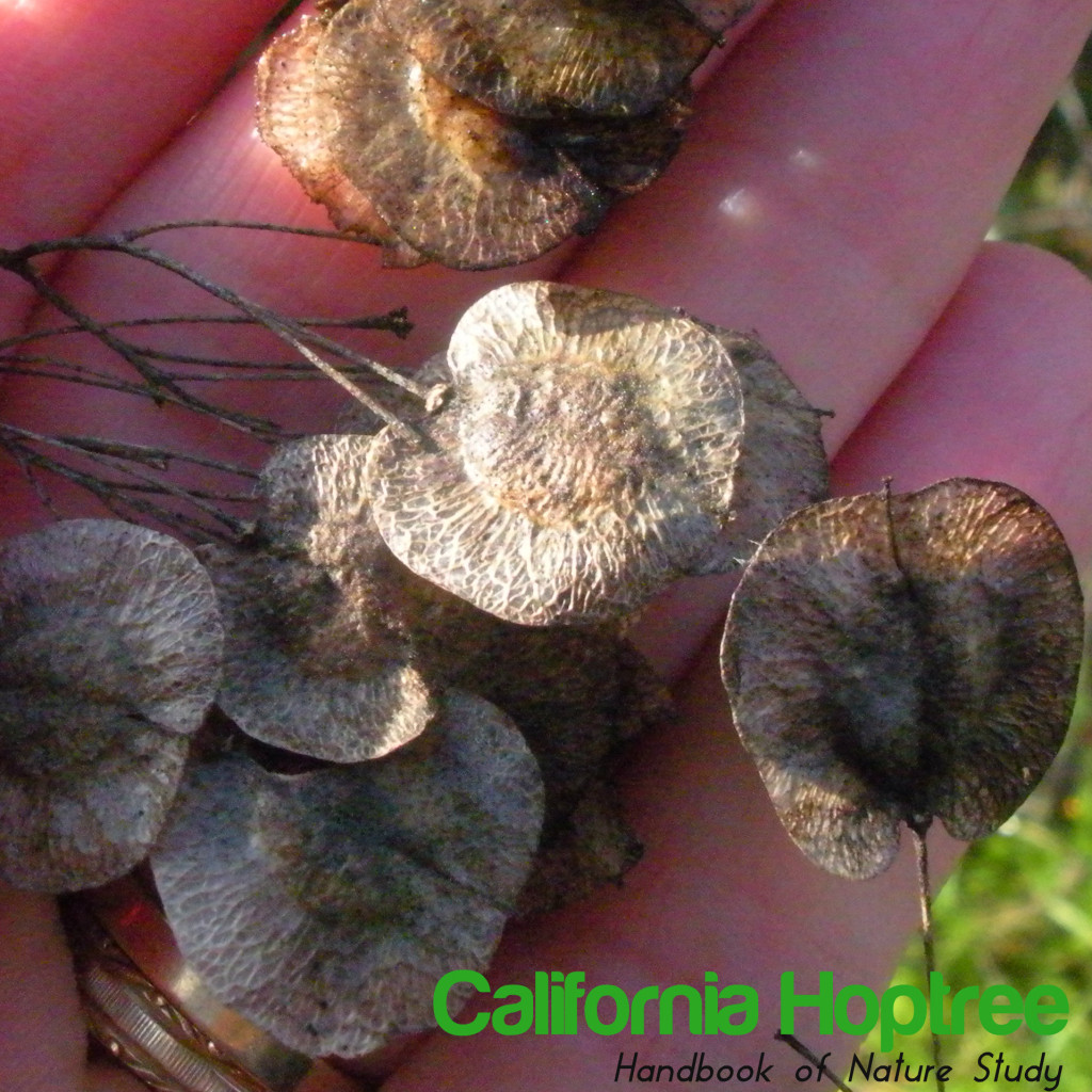 California Hoptree Nature Study