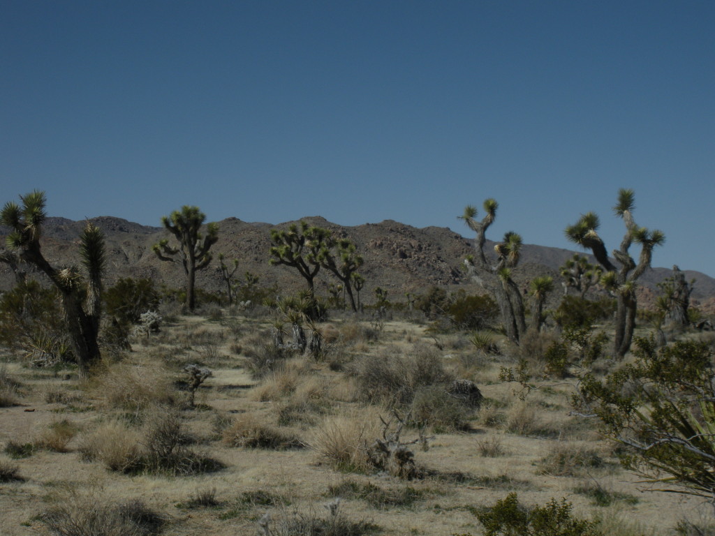 Joshua Tree scene