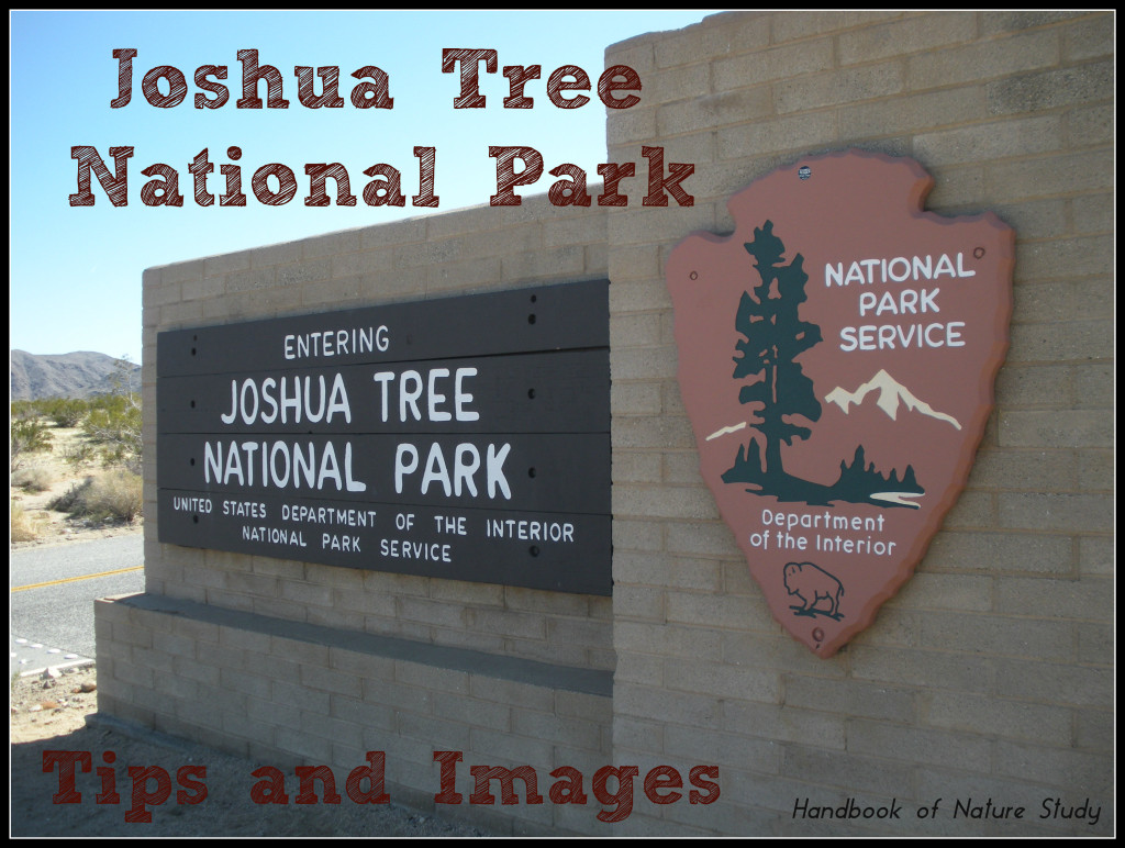 Joshua Tree National Park tips and images @handbookofnaturest