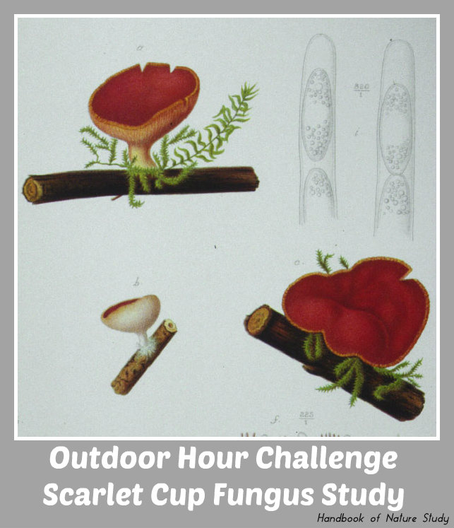 Outdoor Hour Challenge Scarlet Cup Fungus @handbookofnaturestudy